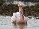 frieda 155  Ag ja handsome me! : frieda